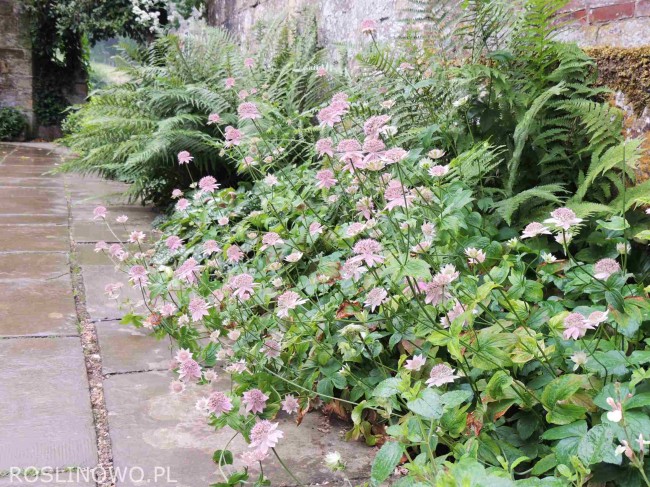 Jarzmianka większa ‘Roma’ (Astrantia major)